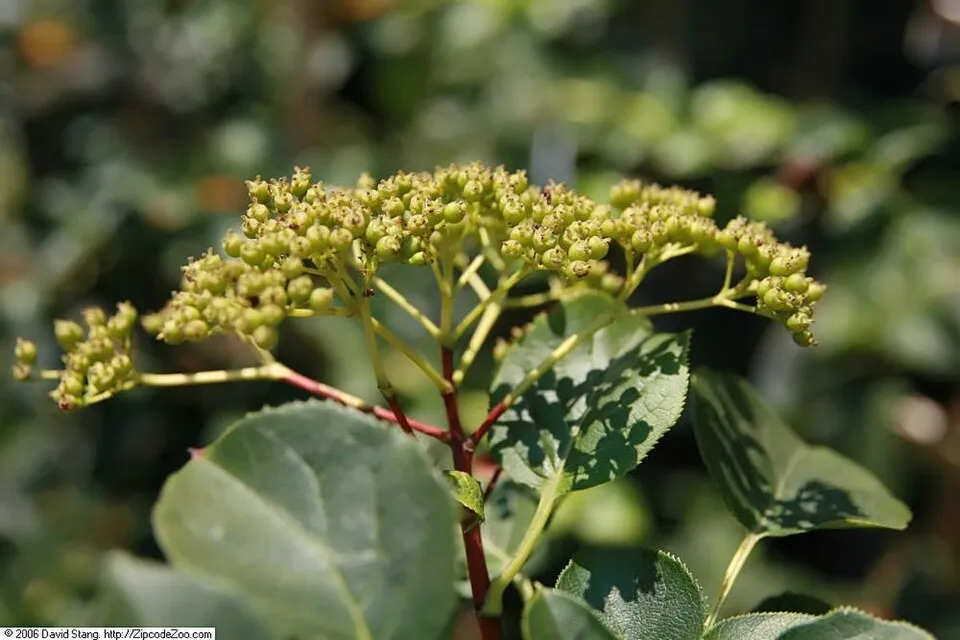 Fehér virágú kúszó hortenzia / Hydrangea anomala 'Petiolaris'