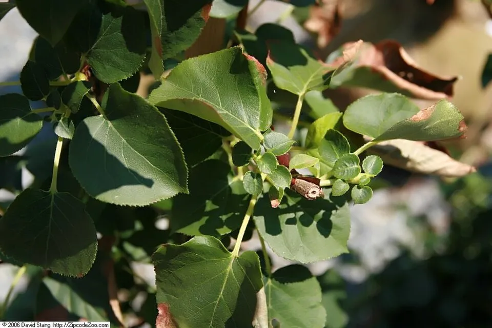 Fehér virágú kúszó hortenzia / Hydrangea anomala 'Petiolaris'