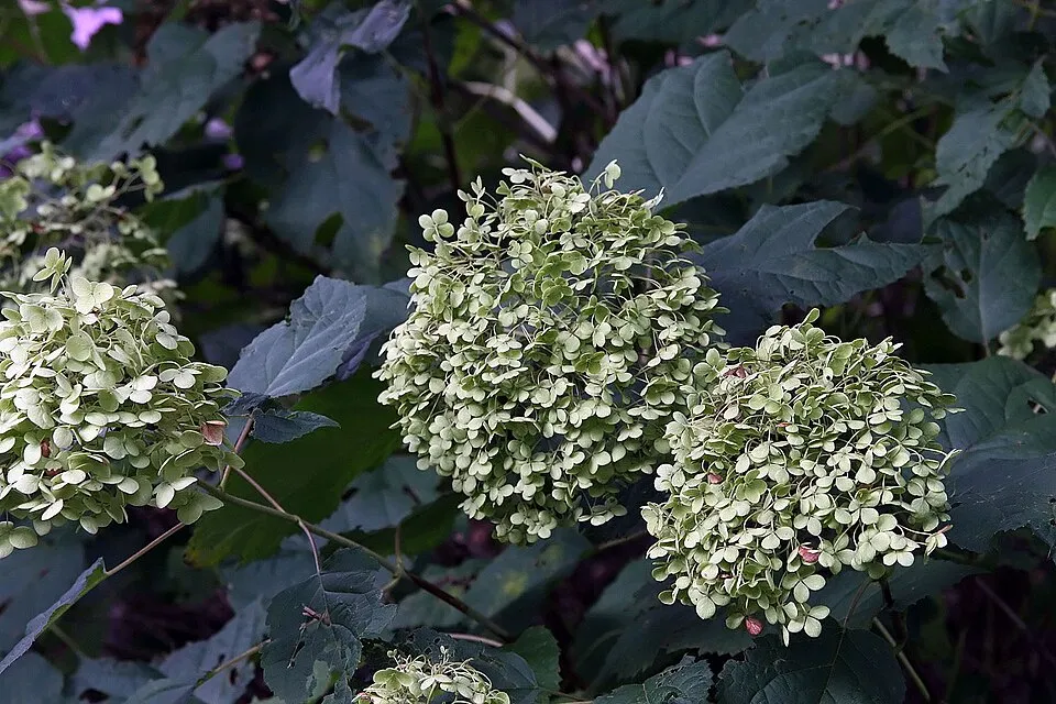 Fehér, gömb virágú hortenzia / Hydrangea arborescens 'Annabelle'