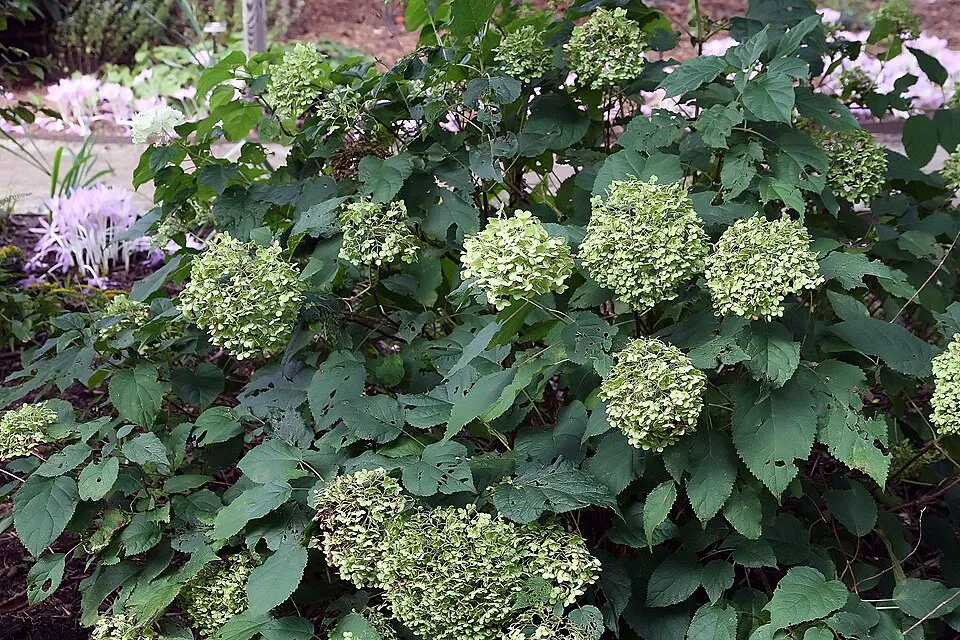 Fehér, gömb virágú hortenzia / Hydrangea arborescens 'Annabelle'