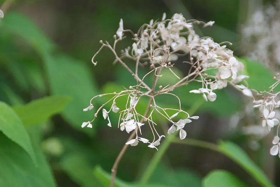 Fehér, gömb virágú hortenzia / Hydrangea arborescens 'Annabelle'