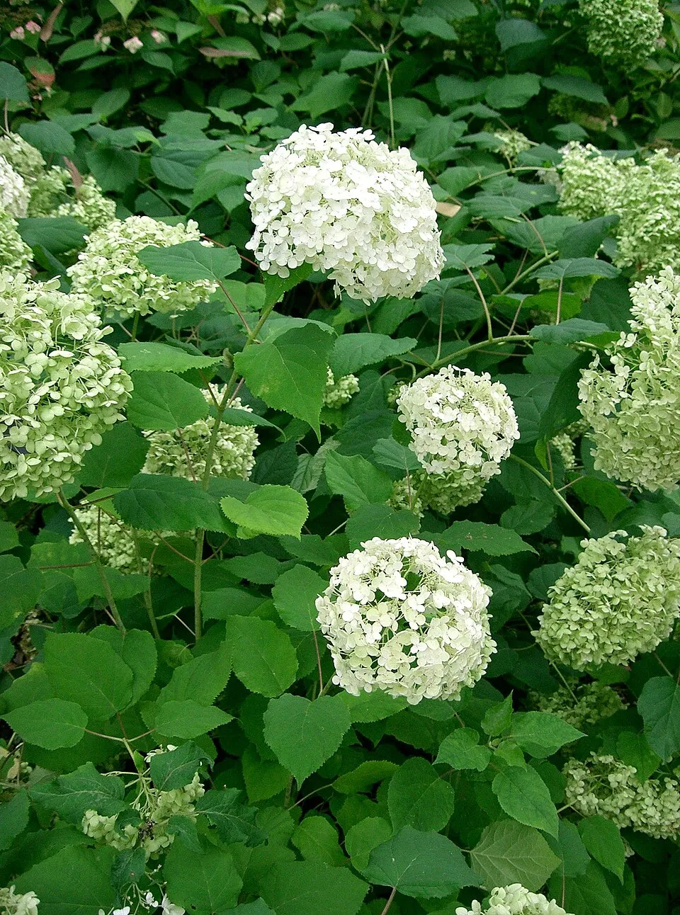 Fehér, gömb virágú hortenzia / Hydrangea arborescens 'Annabelle'
