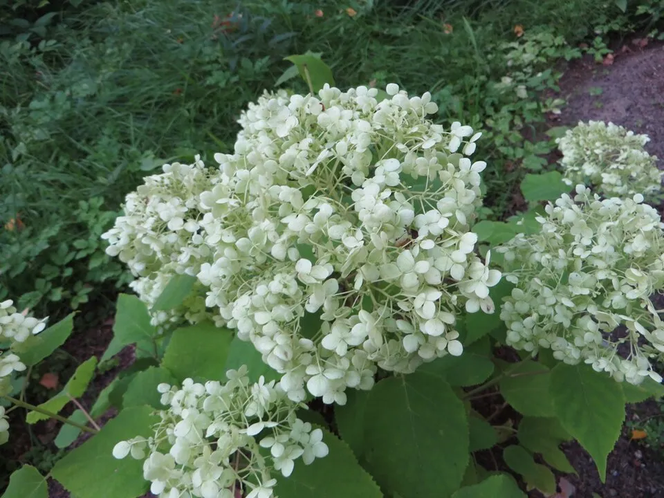 Fehér, gömb virágú hortenzia / Hydrangea arborescens 'Annabelle'