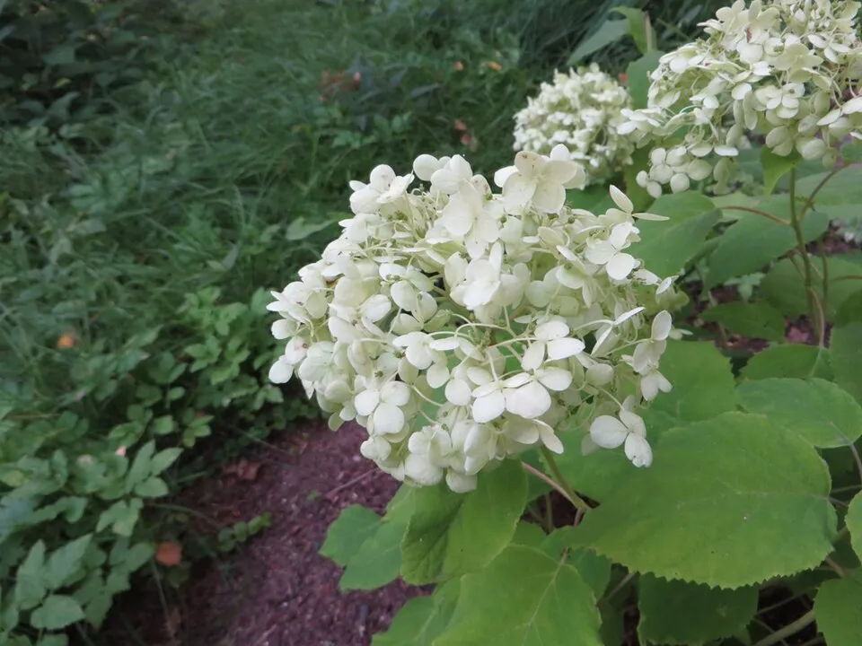 Fehér, gömb virágú hortenzia / Hydrangea arborescens 'Annabelle'