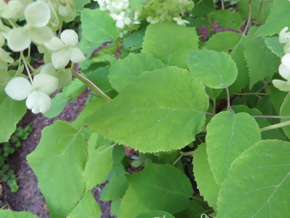 Fehér, gömb virágú hortenzia / Hydrangea arborescens 'Annabelle'
