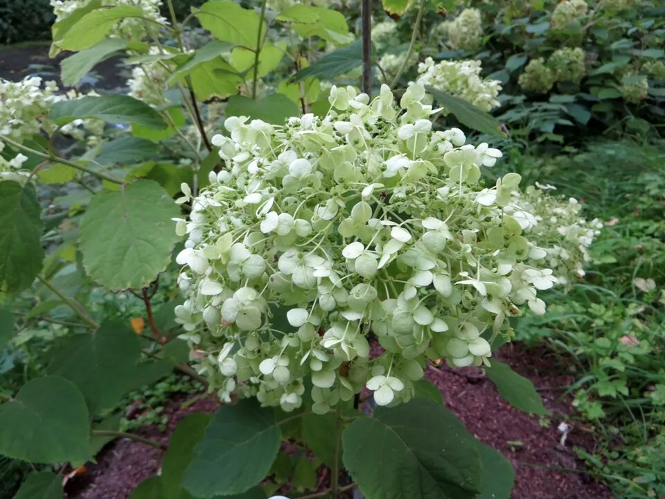 Fehér, gömb virágú hortenzia / Hydrangea arborescens 'Annabelle'