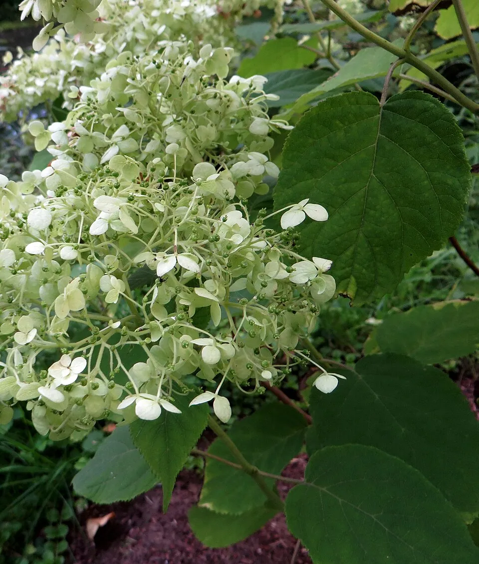 Fehér, gömb virágú hortenzia / Hydrangea arborescens 'Annabelle'