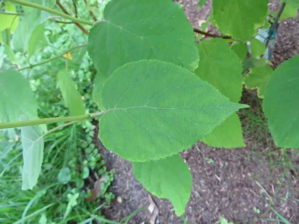 Fehér, gömb virágú hortenzia / Hydrangea arborescens 'Annabelle'