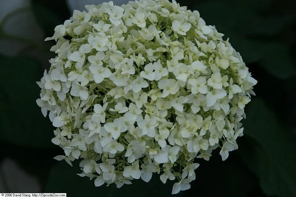 Fehér, gömb virágú hortenzia / Hydrangea arborescens 'Annabelle'