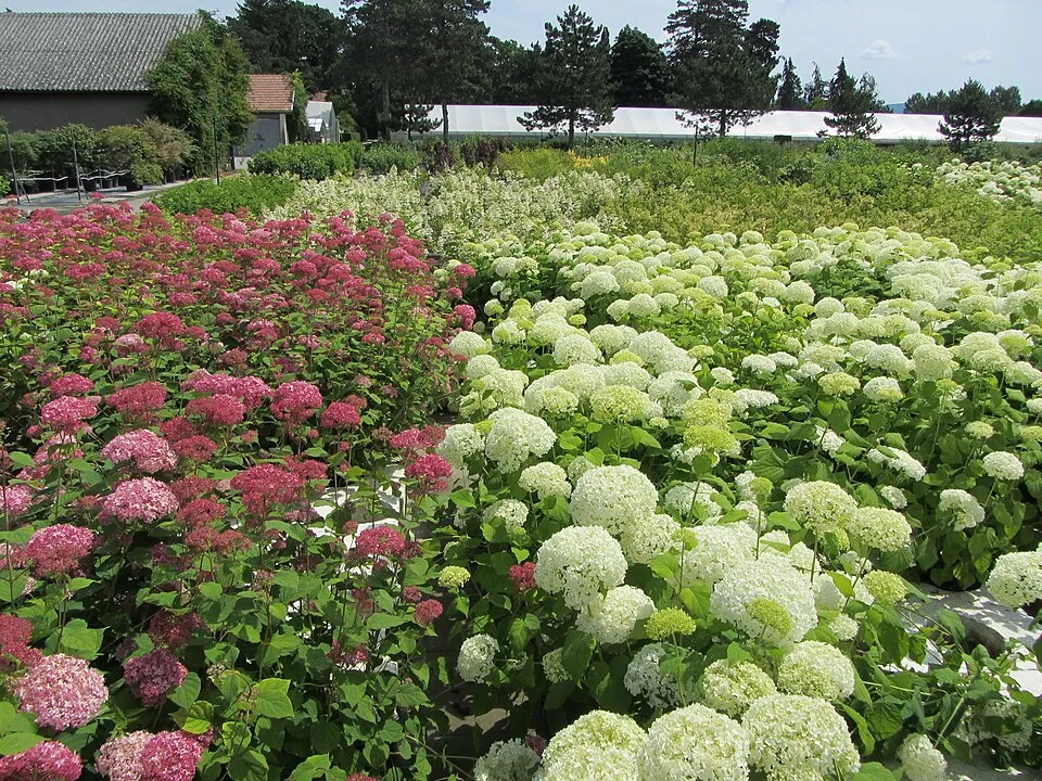 Rózsaszín cserjés hortenzia / Hydrangea arborescens 'Pink Annabelle'