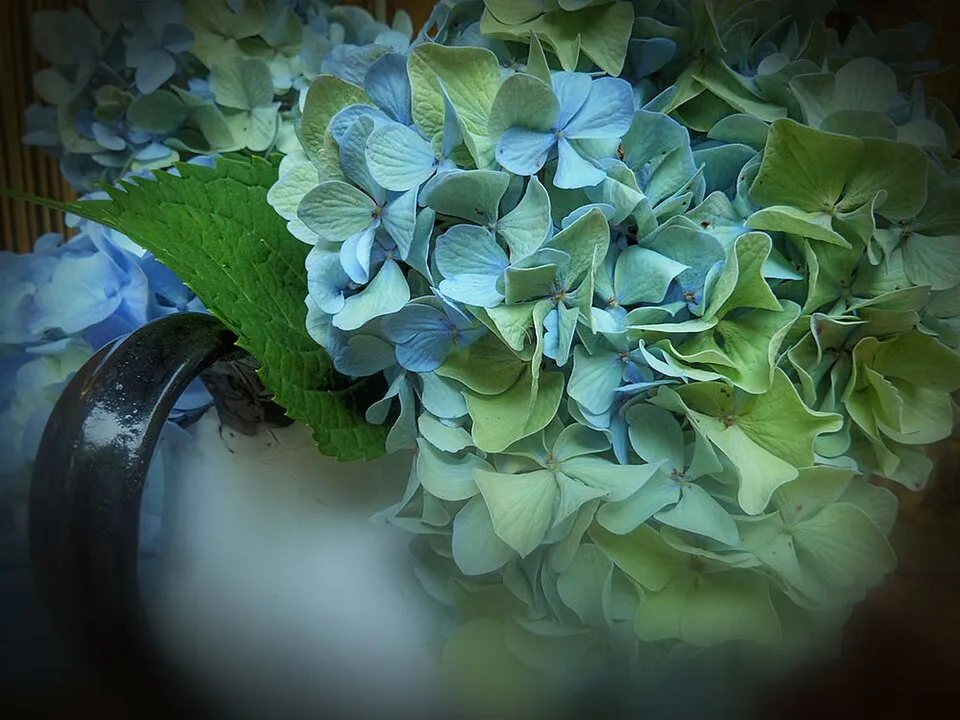 Rózsaszín, gömb virágú kerti hortenzia / Hydrangea macrophylla 'Bouquet Rose'