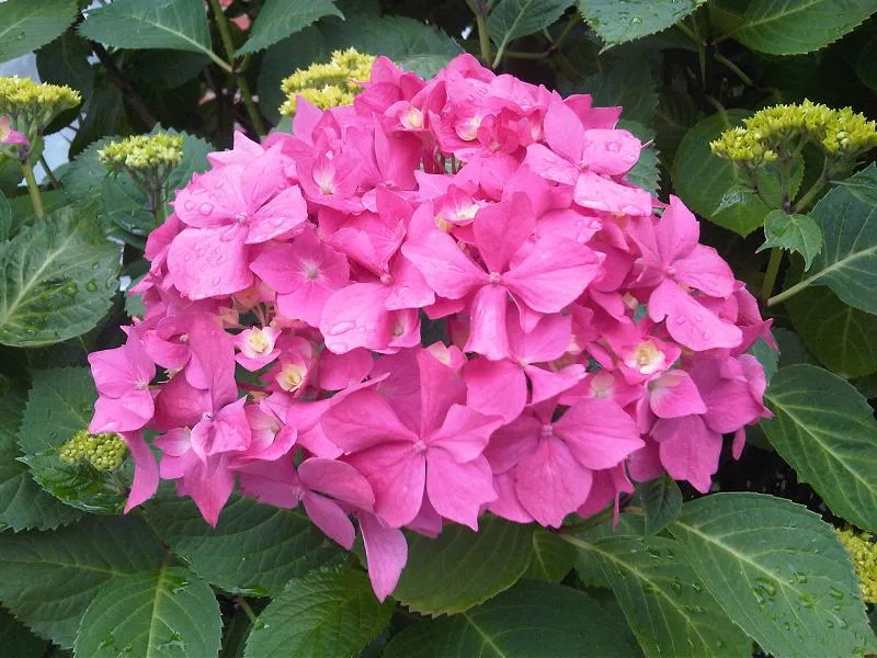 Rózsaszín, gömb virágú kerti hortenzia / Hydrangea macrophylla 'Bouquet Rose'