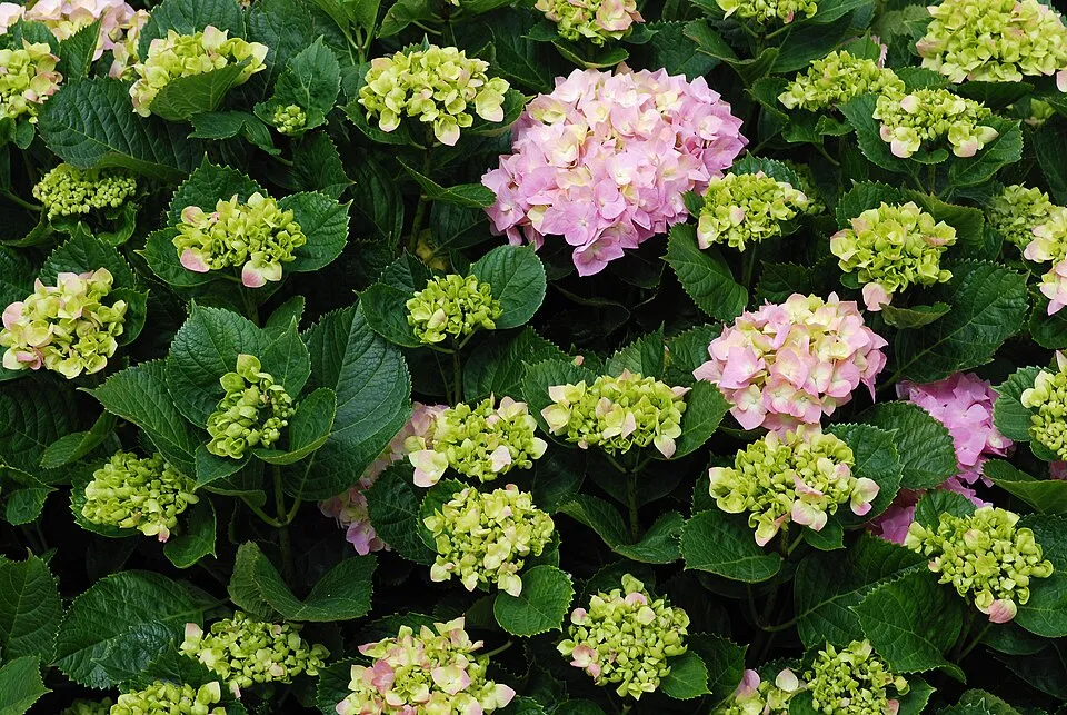 Rózsaszín virágú kerti hortenzia / Hydrangea macrophylla 'Sibilla' (Masja)
