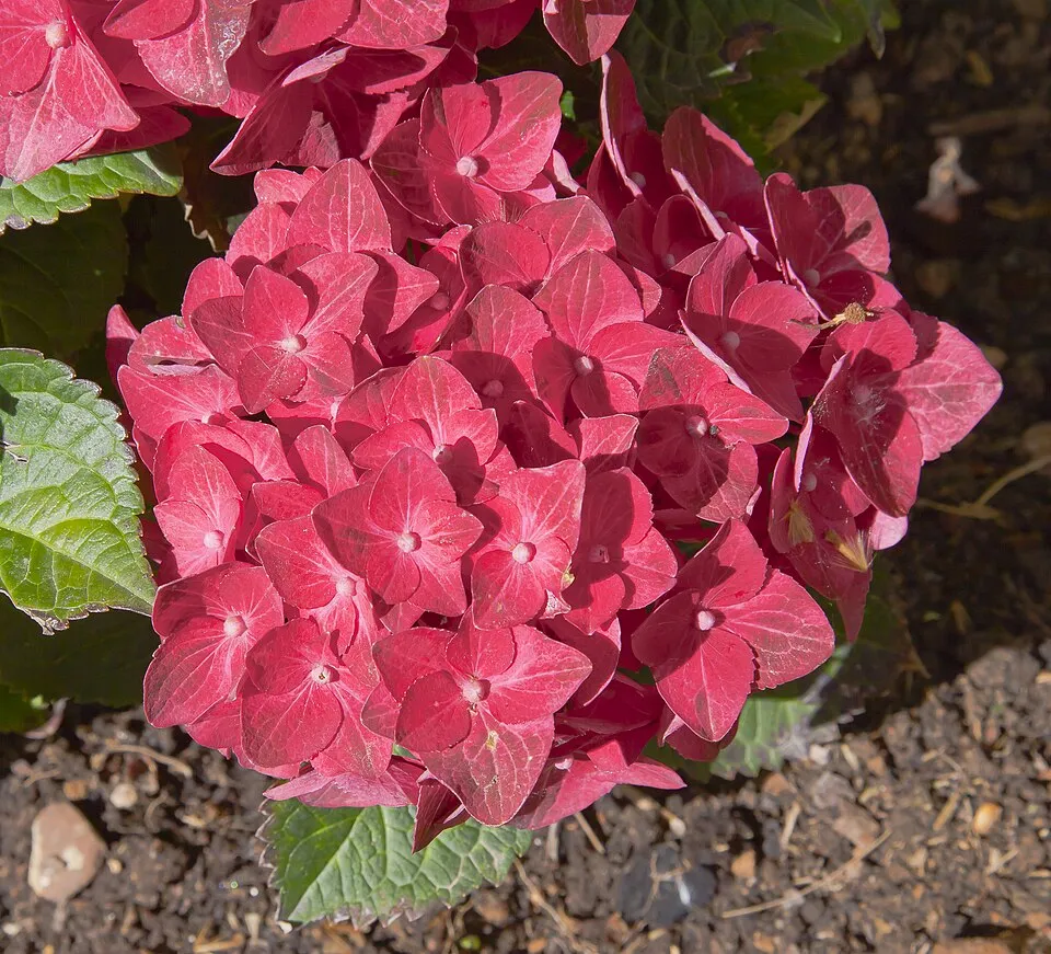 Rózsaszín virágú kerti hortenzia / Hydrangea macrophylla 'Sibilla' (Masja)