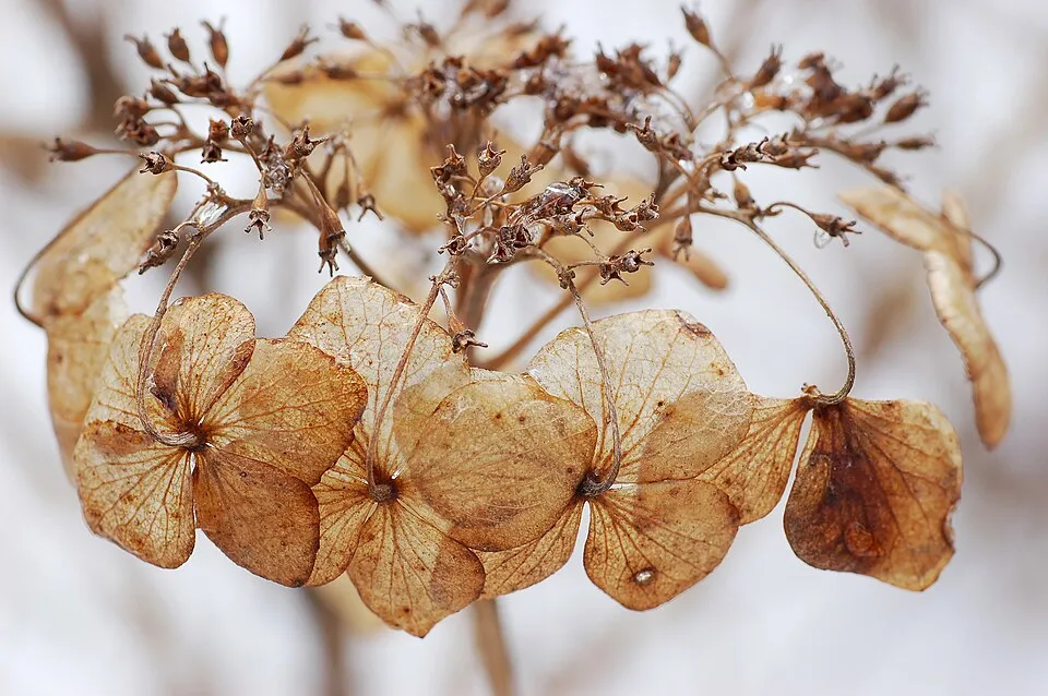 Rózsaszín virágú kerti hortenzia / Hydrangea macrophylla 'Sibilla' (Masja)