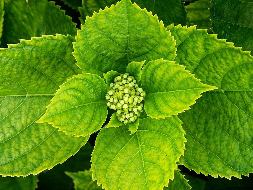 Rózsaszín virágú kerti hortenzia / Hydrangea macrophylla 'Sibilla' (Masja)