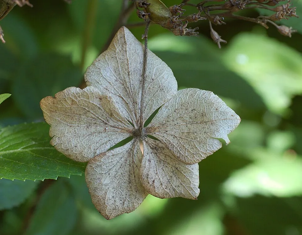 Rózsaszín virágú kerti hortenzia / Hydrangea macrophylla 'Sibilla' (Masja)