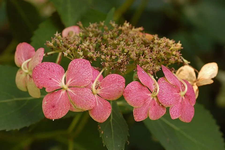 Rózsaszín virágú kerti hortenzia / Hydrangea macrophylla 'Sibilla' (Masja)