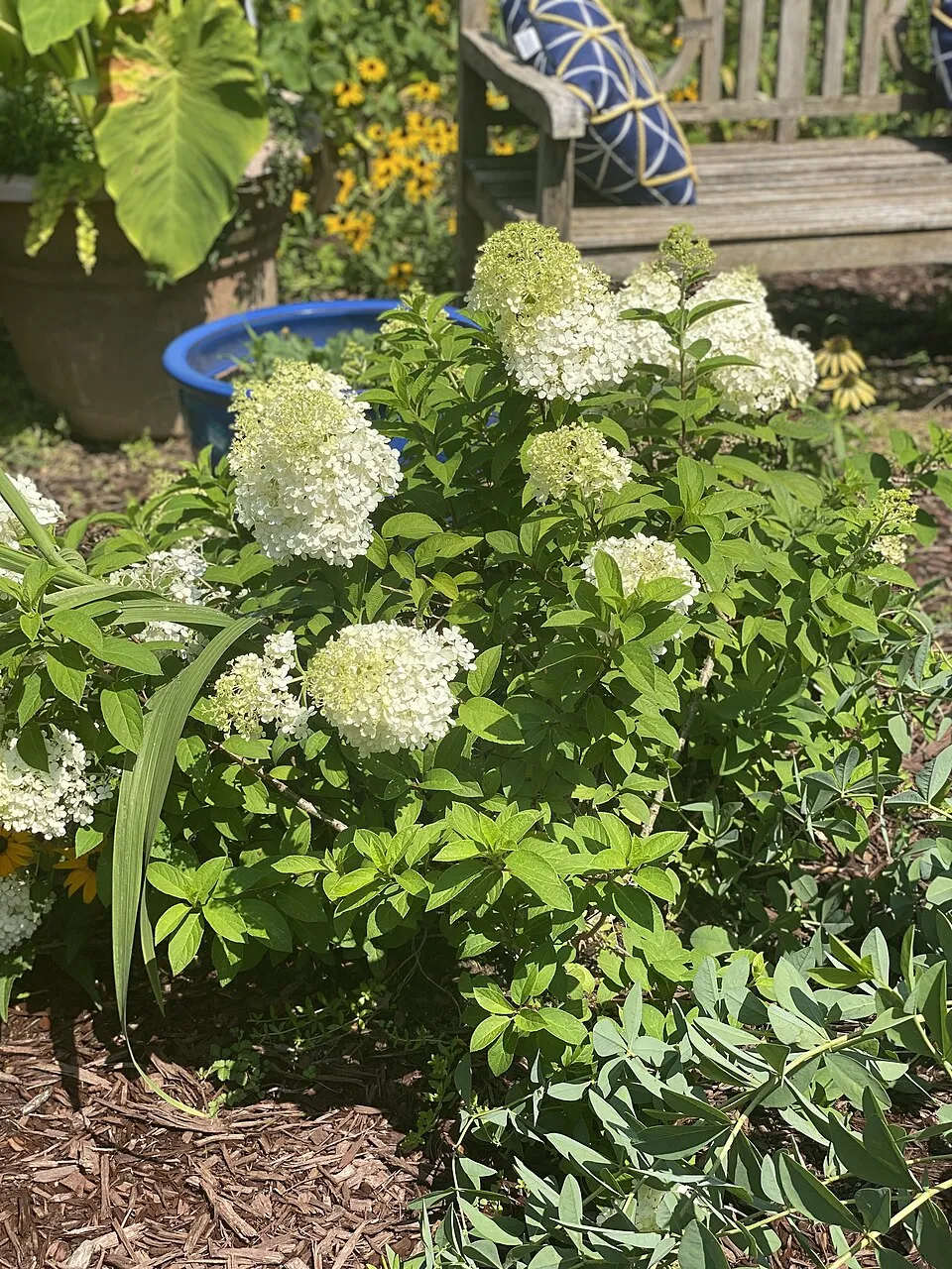 Fehér virágú, alacsony termetű bugás hortenzia / Hydrangea paniculata 'Bobo' ®