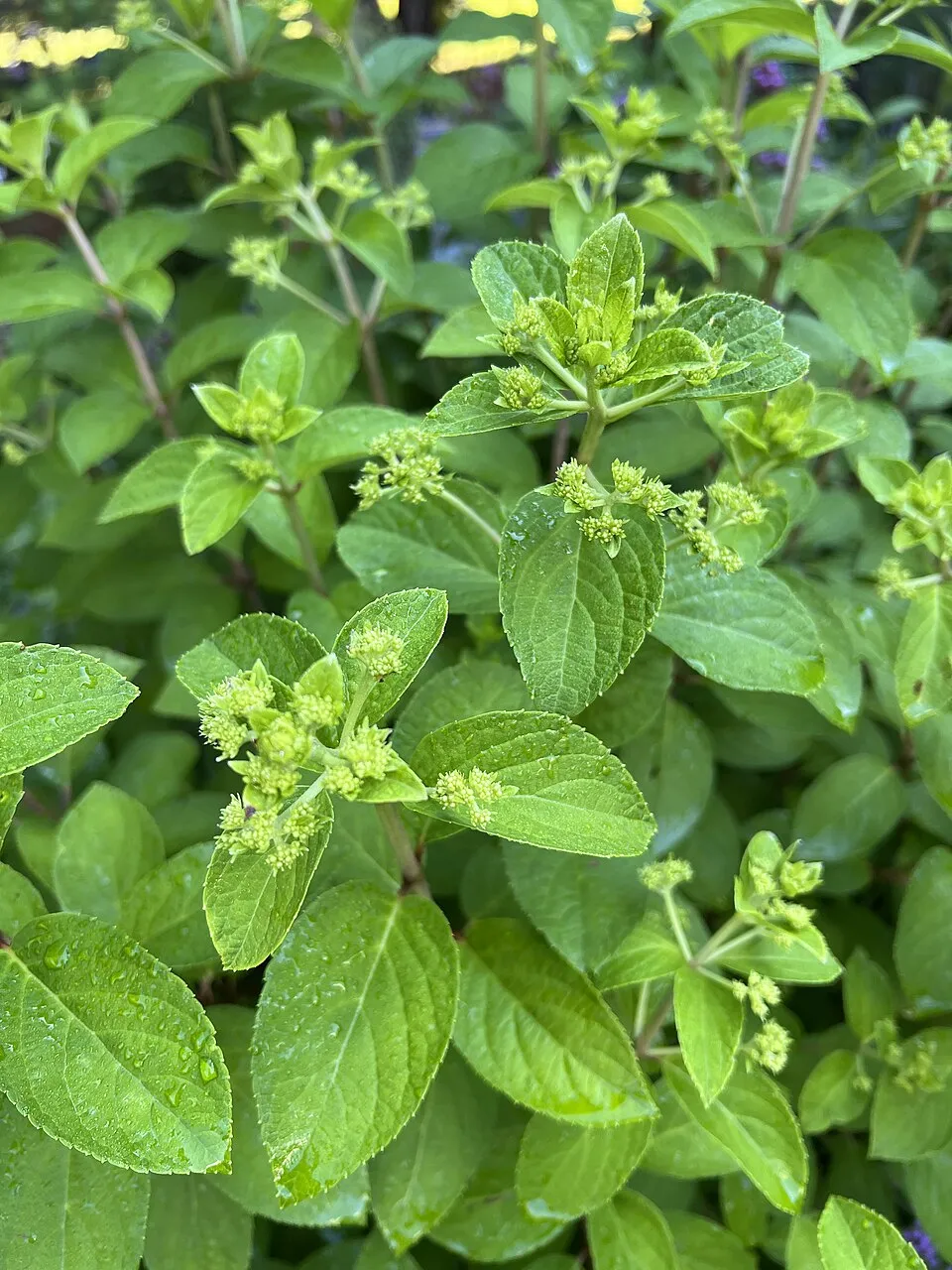 Fehér virágú, alacsony termetű bugás hortenzia / Hydrangea paniculata 'Bobo' ®