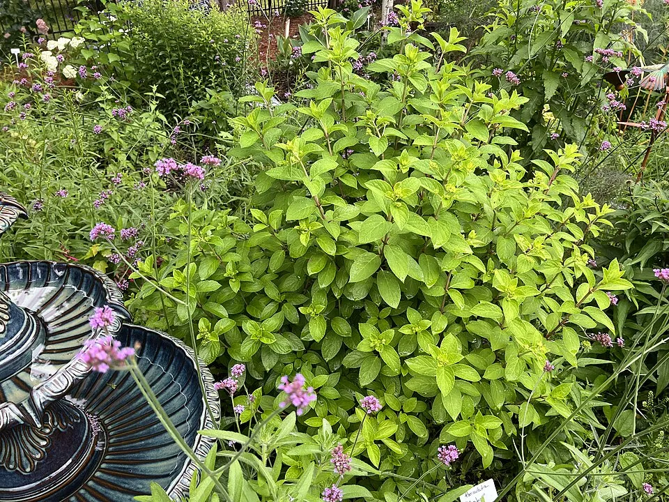 Fehér virágú, alacsony termetű bugás hortenzia / Hydrangea paniculata 'Bobo' ®