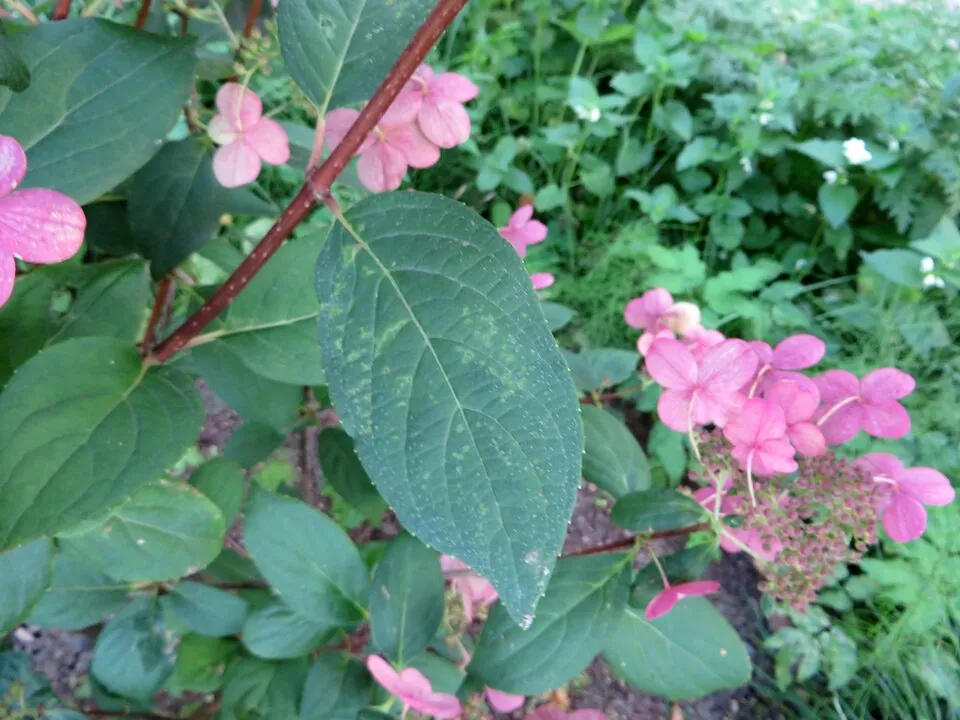 Fehér-rózsaszín virágú bugás hortenzia / Hydrangea paniculata 'Early Sensation' ®