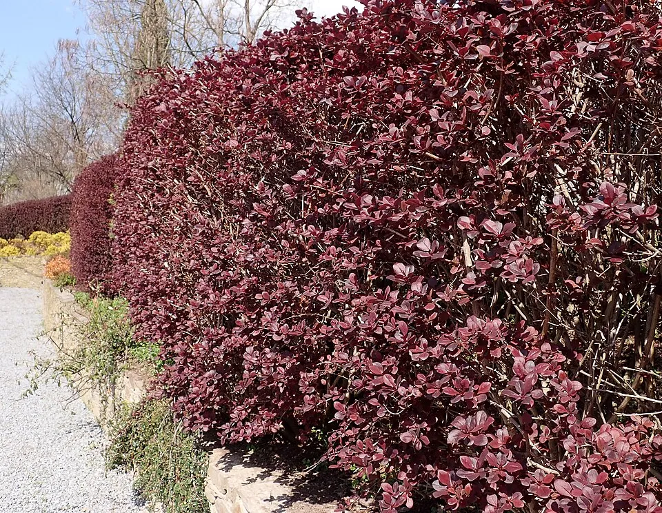 Vérborbolya / Berberis ottawensis 'Superba'