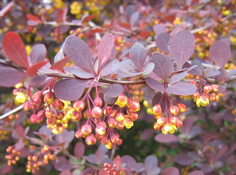 Vérborbolya / Berberis ottawensis 'Superba'