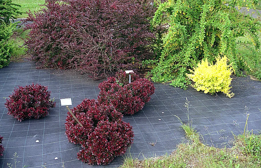 Vérborbolya / Berberis ottawensis 'Superba'