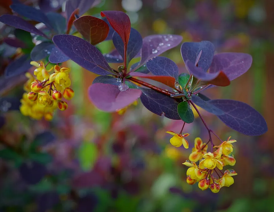 Vérborbolya / Berberis ottawensis 'Superba'