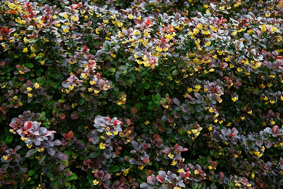 Vérborbolya / Berberis ottawensis 'Superba'