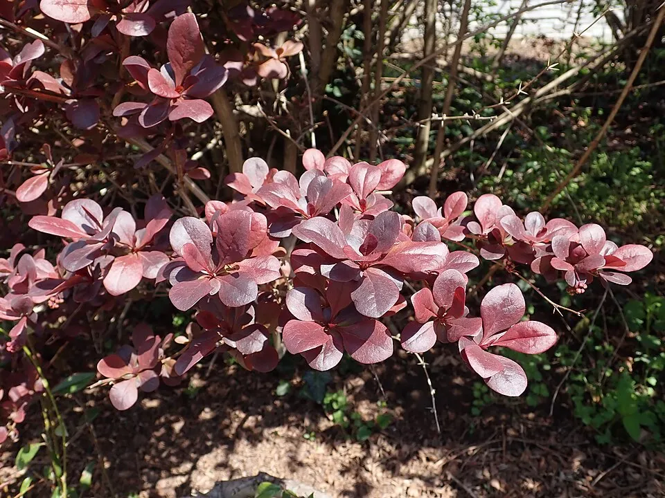 Vérborbolya / Berberis ottawensis 'Superba'