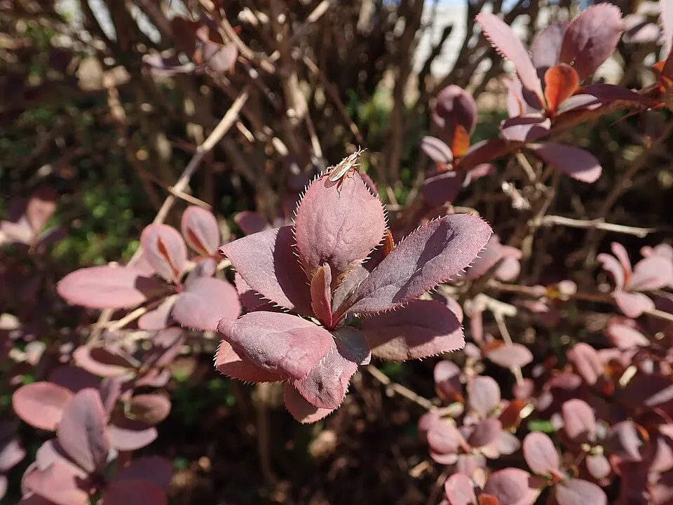Vérborbolya / Berberis ottawensis 'Superba'