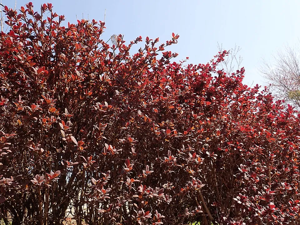 Vérborbolya / Berberis ottawensis 'Superba'
