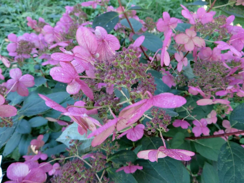 Fehér-rózsaszín virágú bugás hortenzia / Hydrangea paniculata 'Early Sensation' ®