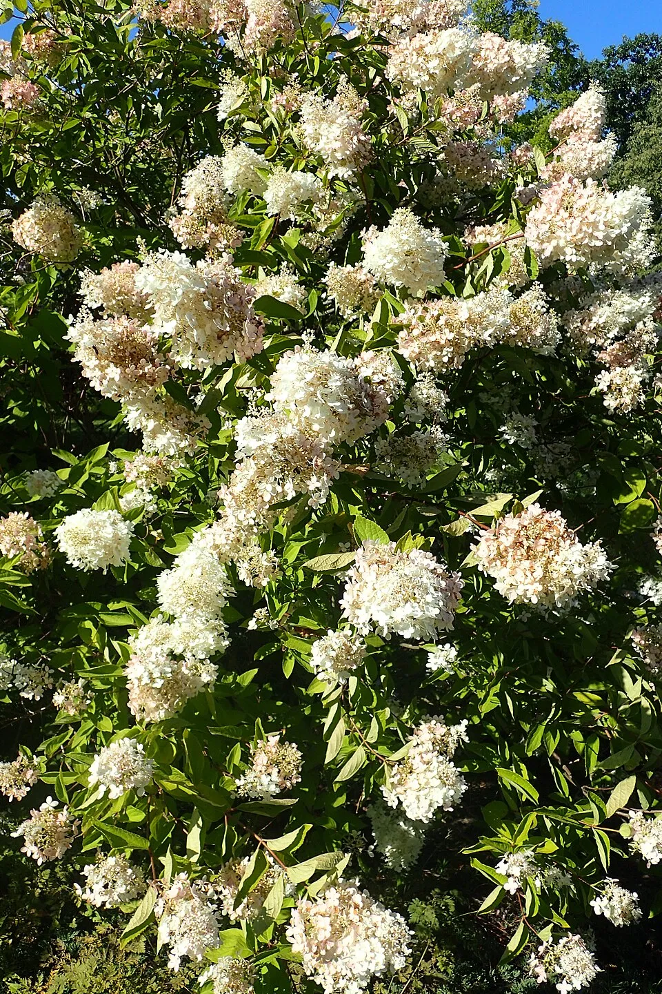 Fehér nagyvirágú bugás hortenzia / Hydrangea paniculata 'Grandiflora'