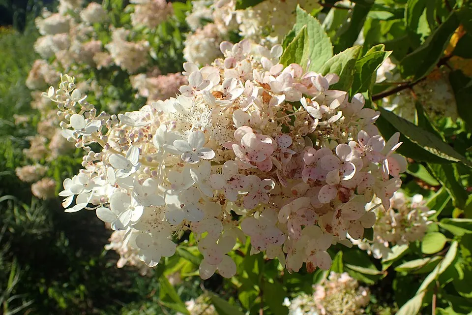 Fehér nagyvirágú bugás hortenzia / Hydrangea paniculata 'Grandiflora'