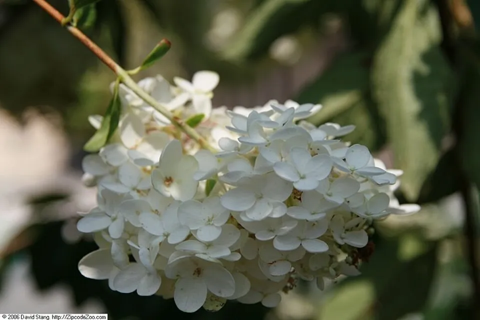Fehér nagyvirágú bugás hortenzia / Hydrangea paniculata 'Grandiflora'
