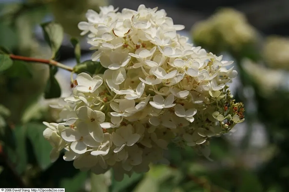 Fehér nagyvirágú bugás hortenzia / Hydrangea paniculata 'Grandiflora'
