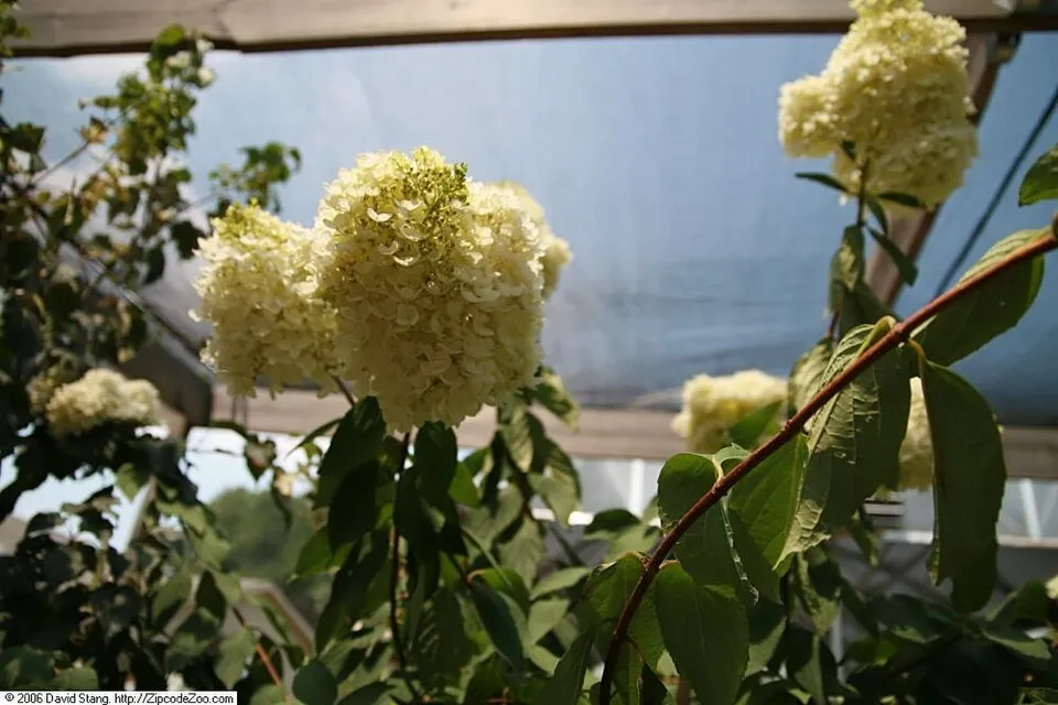 Fehér nagyvirágú bugás hortenzia / Hydrangea paniculata 'Grandiflora'