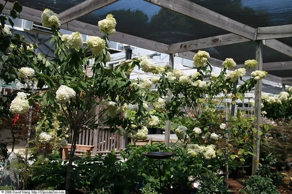 Fehér nagyvirágú bugás hortenzia / Hydrangea paniculata 'Grandiflora'