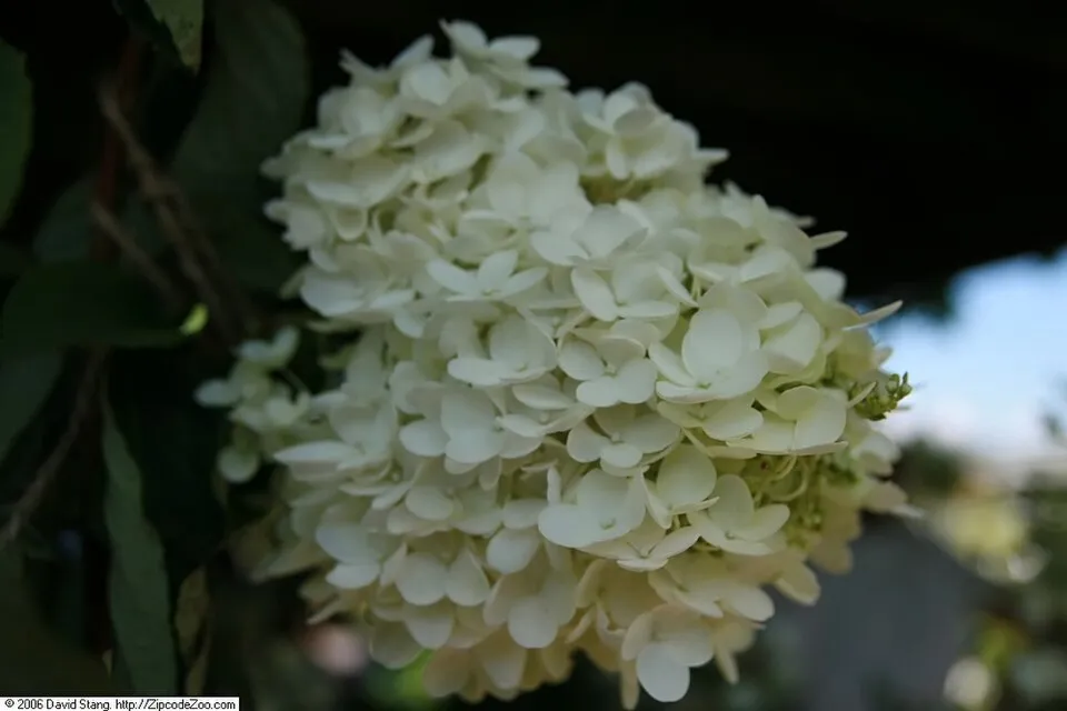 Fehér nagyvirágú bugás hortenzia / Hydrangea paniculata 'Grandiflora'