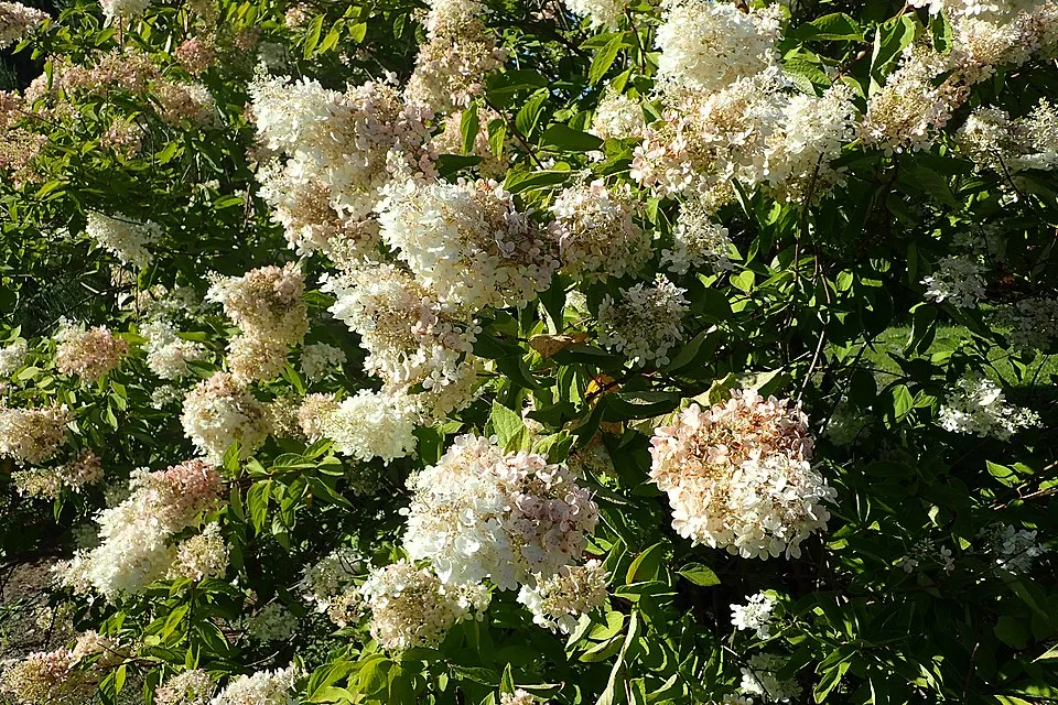Fehér nagyvirágú bugás hortenzia / Hydrangea paniculata 'Grandiflora'
