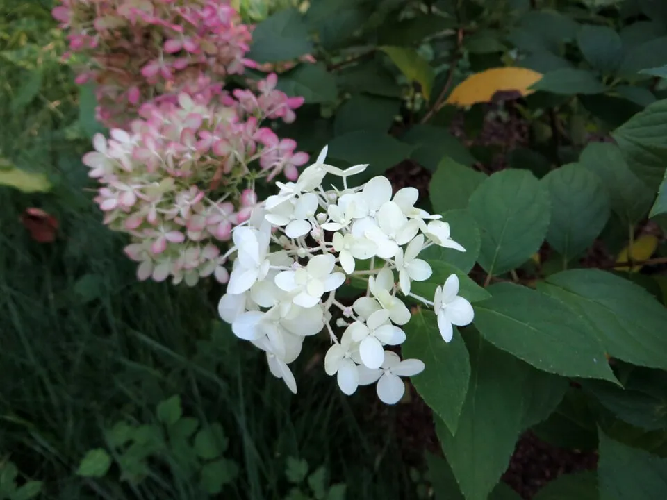 Lime színű bugás hortenzia / Hydrangea paniculata 'Limelight' ®