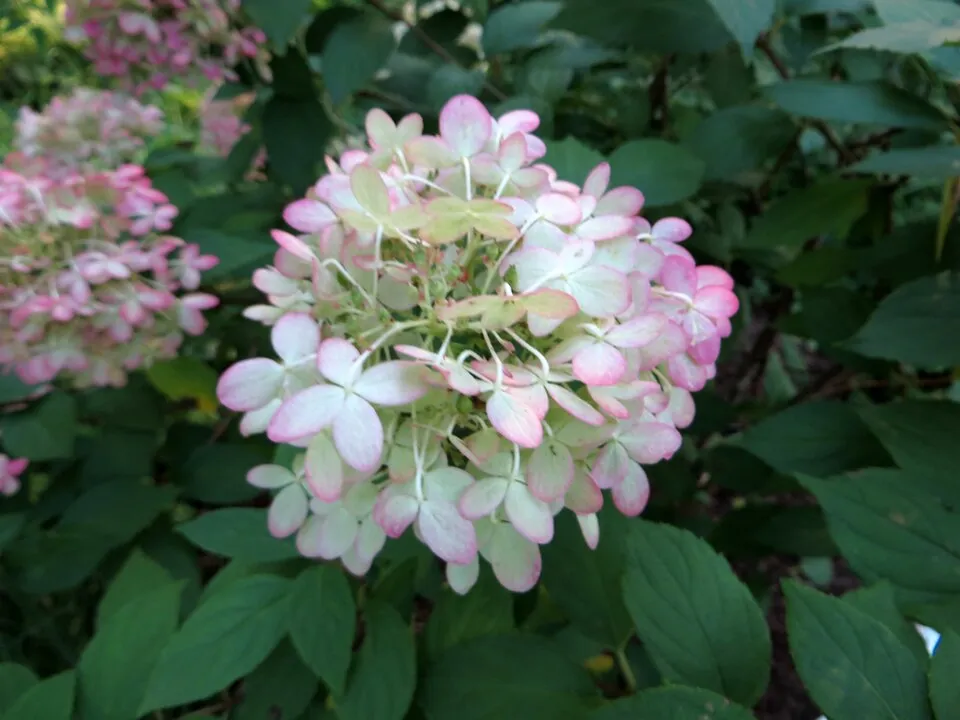 Lime színű bugás hortenzia / Hydrangea paniculata 'Limelight' ®