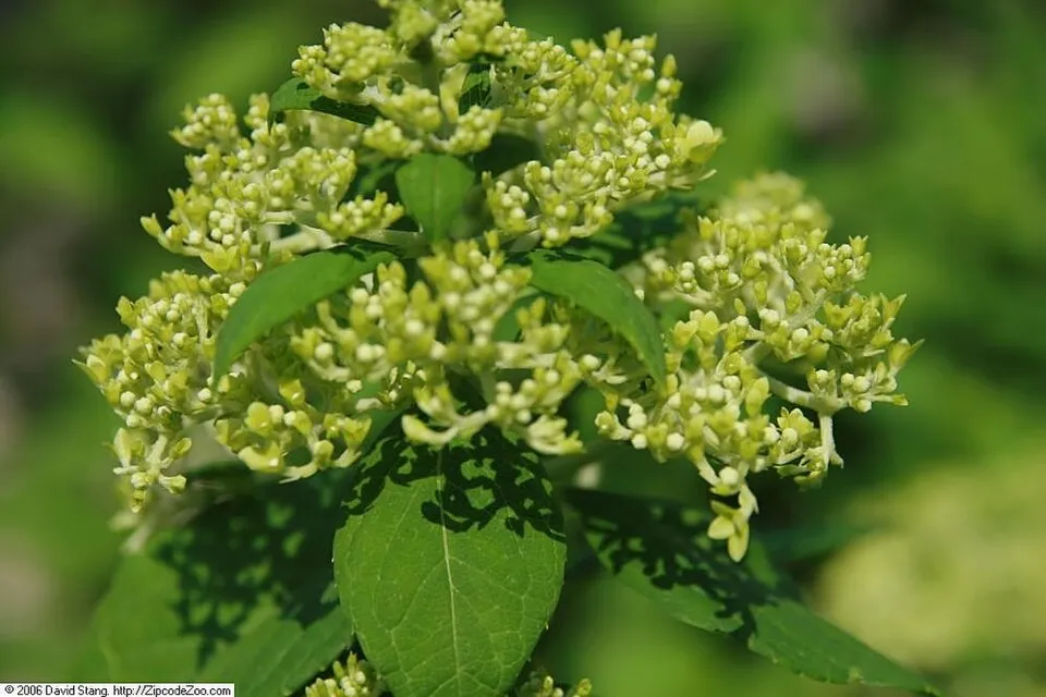 Lime színű bugás hortenzia / Hydrangea paniculata 'Limelight' ®