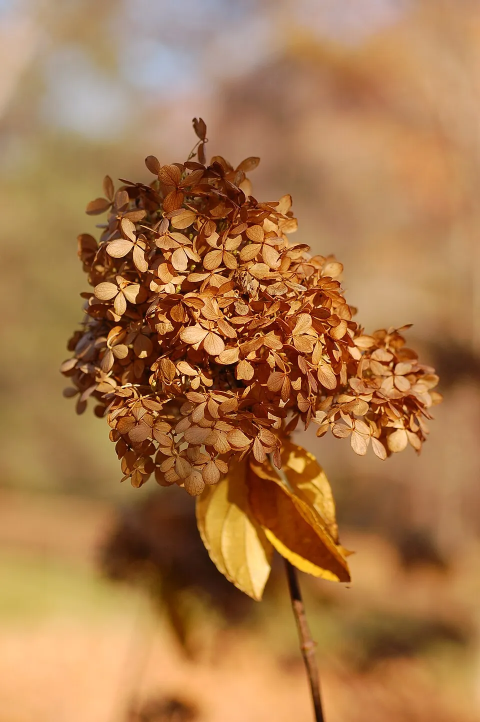 Lime színű bugás hortenzia / Hydrangea paniculata 'Limelight' ®