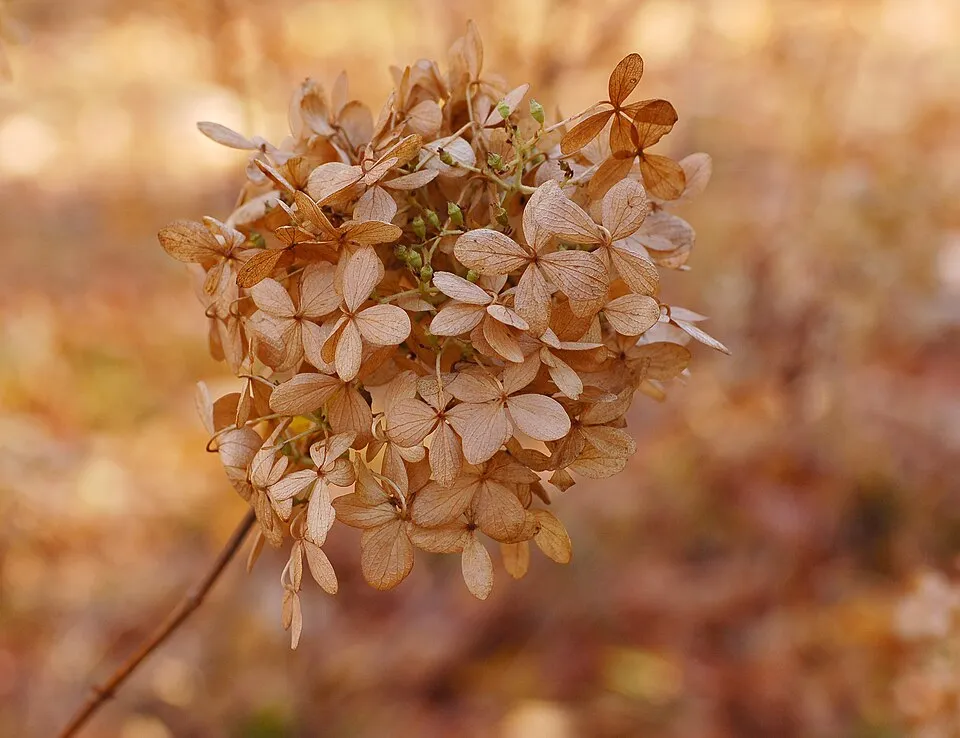 Lime színű bugás hortenzia / Hydrangea paniculata 'Limelight' ®