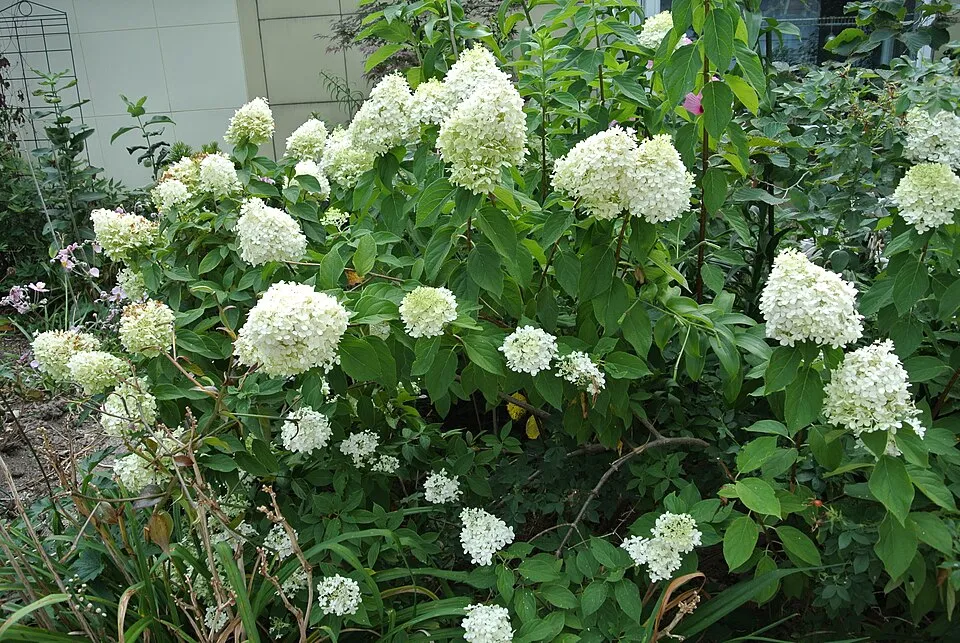 Lime színű bugás hortenzia / Hydrangea paniculata 'Limelight' ®