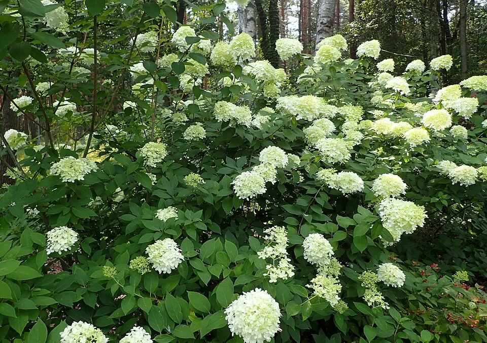Lime színű bugás hortenzia / Hydrangea paniculata 'Limelight' ®